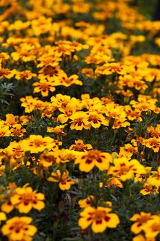   the orange flowers photographed by a close up. small depth of sharpness