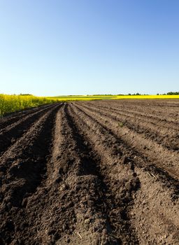   plowed agricultural field. Near growing canola. Blue sky.