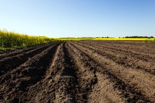  an agricultural field on which grow up potatoes and a colza. spring