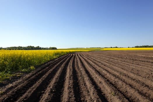  an agricultural field on which grow up potatoes and a colza. spring