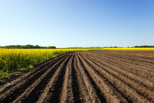  an agricultural field on which the colza and potatoes grows