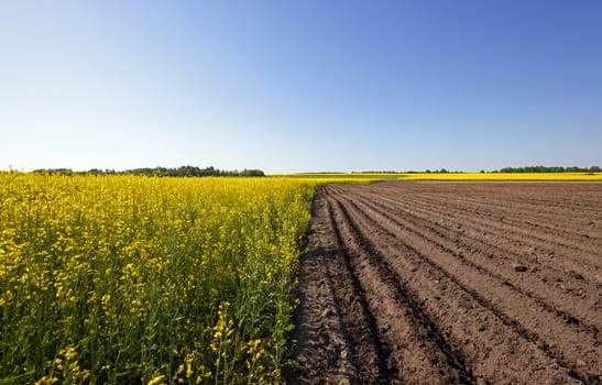   an agricultural field on which grow up potatoes and a colza. spring