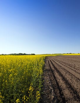   an agricultural field on which grow up potatoes and a colza. spring