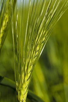   the ear of an unripe cereal photographed by a close up