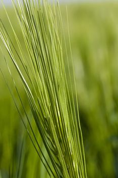   the ear of an unripe cereal photographed by a close up