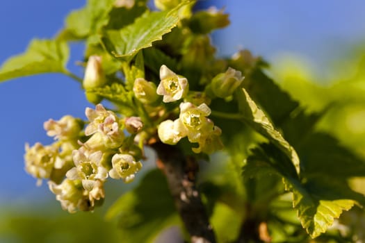   the blackcurrant flowers photographed by a close up. small depth of sharpness