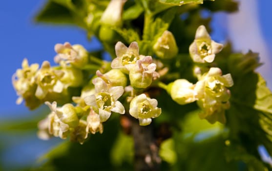   the blackcurrant flowers photographed by a close up. small depth of sharpness