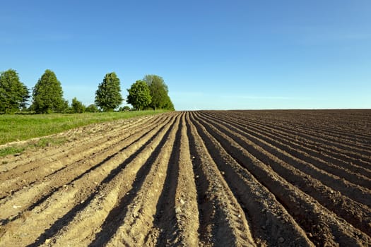   an agricultural field on which grow up potatoes
