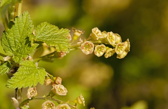   the blackcurrant flowers photographed by a close up. small depth of sharpness