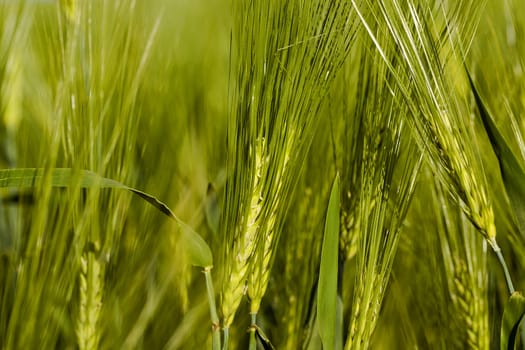   the ear of an unripe cereal photographed by a close up