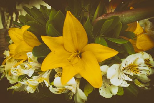 Photograph of some colorful natural flowers