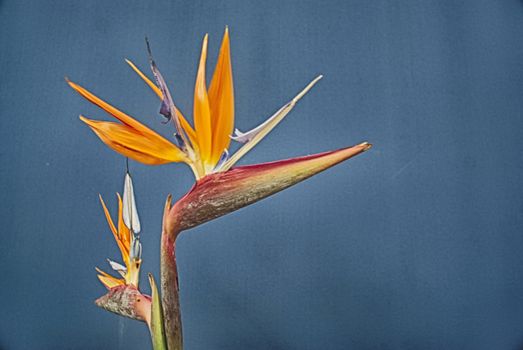 Photograph of some colorful natural flowers