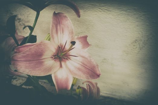 Photograph of some colorful natural flowers