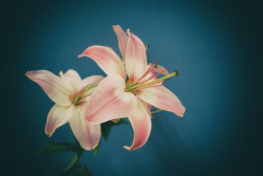 Photograph of some colorful natural flowers