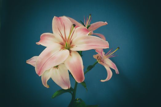 Photograph of some colorful natural flowers