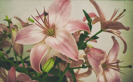 Photograph of some colorful natural flowers