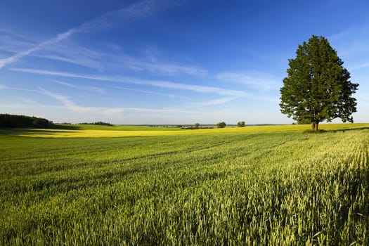   leafy green tree, lonely growing up in a rural field. Blue sky. Summer.