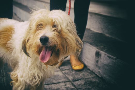 Photograph of a hairy dog on a concrete floor