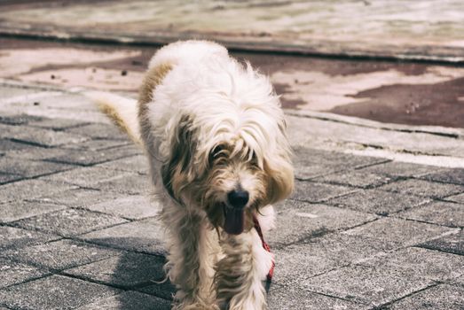 Photograph of a hairy dog on a concrete floor