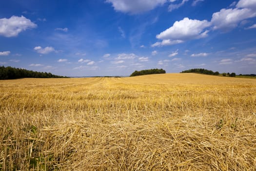   an agricultural field on which there passed the harvest company of wheat