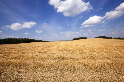   an agricultural field on which there passed the harvest company of wheat