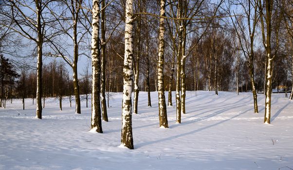   the trees covered with snow, growing in a winter season