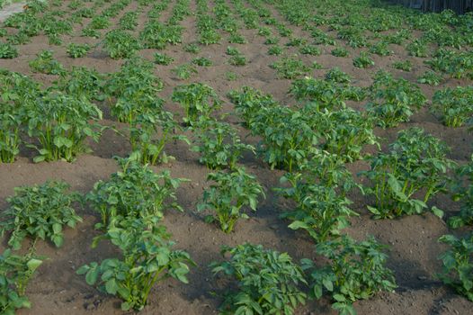 Boarding the potatoes on area.Rising on area potatoes