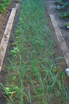 Much green pommels planted on vegetable garden