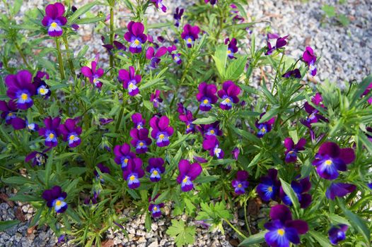 Tricolor pansy flower plant natural background, summer time