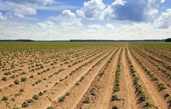   plowed agricultural field, which grows potatoes. Blue sky.