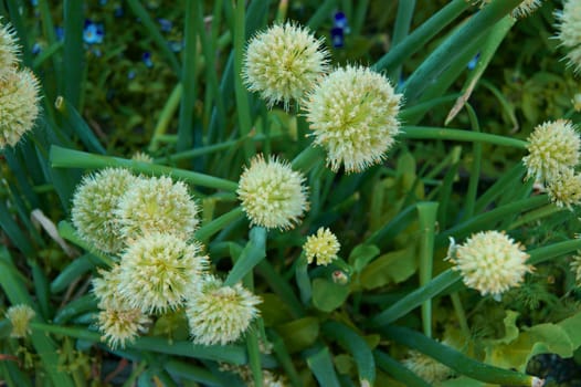 Much rising green pommel on vegetable garden