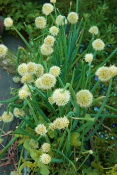 Much rising green pommel on vegetable garden