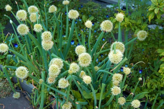 Much rising green pommel on vegetable garden