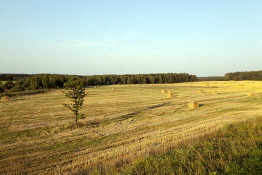 an agricultural field on which there passed the harvest company of wheat