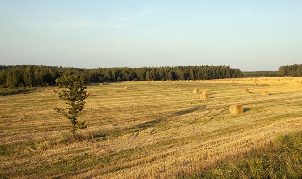   the photographed straw stack during the harvest company of cereals