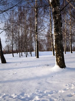   birch grove in winter. Leaving footprints in the snow man.