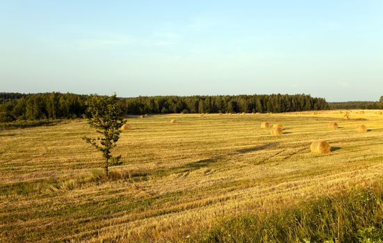   the photographed straw stack during the harvest company of cereals