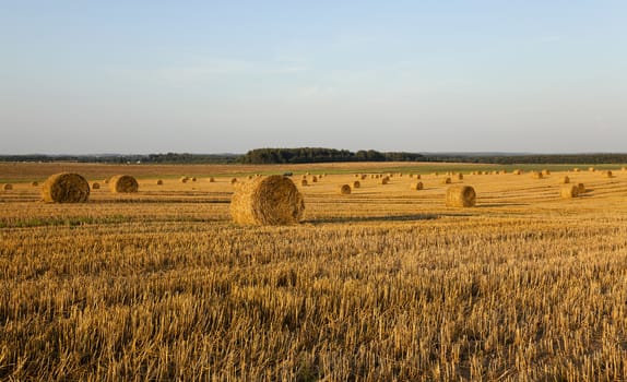  the photographed straw stack during the harvest company of cereals