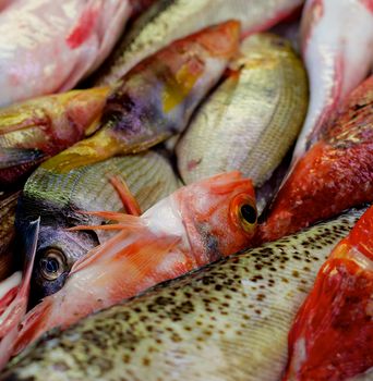 Background of Various Raw Fish with Red Mullets, Sea Bream, Trout and Dorada on Market Place. Focus on Fish Eyes