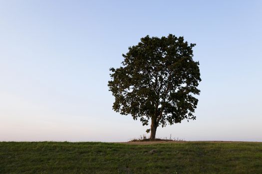   the tree growing on the hill. time - a sunset