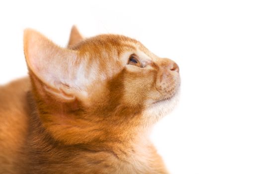  photographed by a close up a little Abyssinian kitten