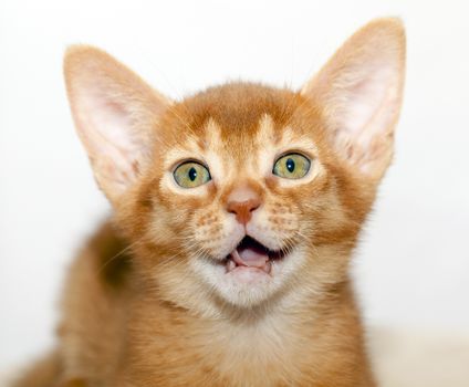   photographed by a close up a little Abyssinian kitten