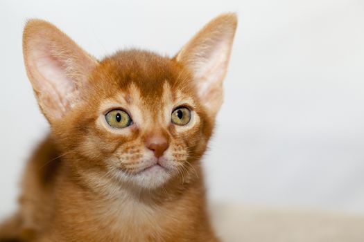   photographed by a close up a little Abyssinian kitten