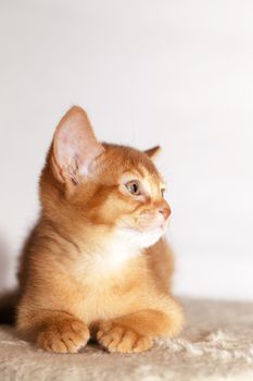   photographed by a close up a little Abyssinian kitten