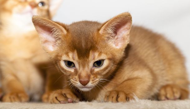 - photographed by a close up a little Abyssinian kitten