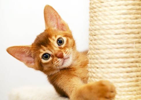   photographed by a close up a little Abyssinian kitten