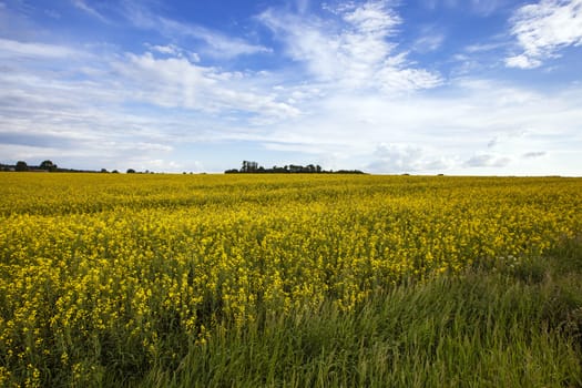   an agricultural field on which grow up cereals