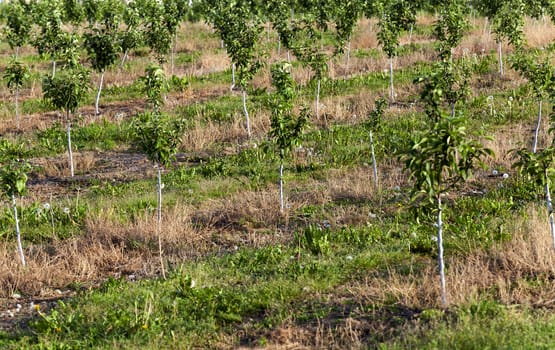   the young fruit-trees photographed in a spring season in an orchard