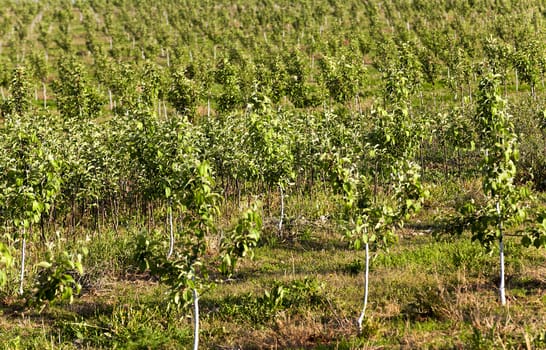  the young fruit-trees photographed in a spring season in an orchard