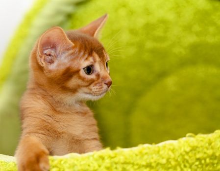   photographed by a close up a little Abyssinian kitten